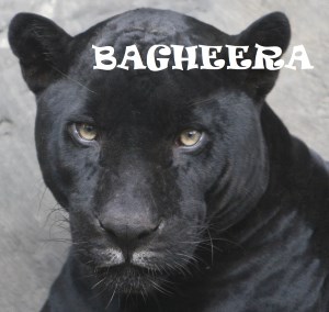 Bagheera